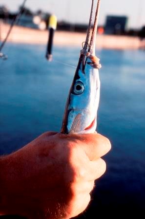 hornfisk-2